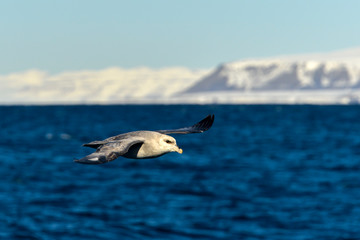 Fulmar boréal,  Pétrel fulmar, .Fulmarus glacialis, Northern Fulmar, Spitzberg