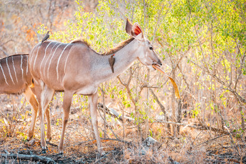 Impala Waterbock Antilope in South Africa Kruger National Park eating and walking while observed by Safari adventure tourists, on a game reserve in the savanah full with African wildlife the big five