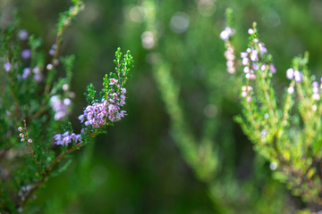 Heather bushes in the forest. Sunny day. Blooming forest flowers.