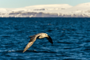 Fulmar boréal,  Pétrel fulmar, .Fulmarus glacialis, Northern Fulmar, Spitzberg