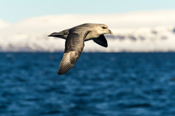 Fulmar boréal,  Pétrel fulmar, .Fulmarus glacialis, Northern Fulmar, Spitzberg