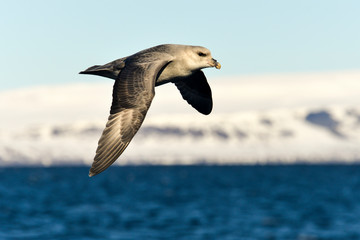 Fulmar boréal,  Pétrel fulmar, .Fulmarus glacialis, Northern Fulmar, Spitzberg