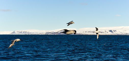 Fulmar boréal,  Pétrel fulmar, .Fulmarus glacialis, Northern Fulmar, Spitzberg