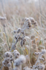 Foliage in hoarfrost. 	 Hoarfrost in autumn. Cold weather on a sunny morning. Cold autumn. Frosty grass.