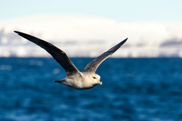 Fototapeta premium Fulmar boréal, Pétrel fulmar, .Fulmarus glacialis, Northern Fulmar, Spitzberg