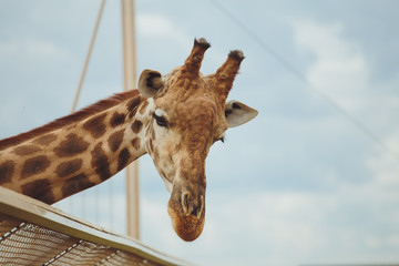  Giraffe. Giraffe head on sky background close-up