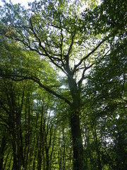 Fototapeta premium arbres
