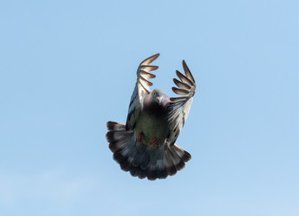 white feather pigeon flying against clear blue sky