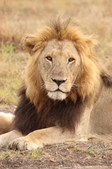 Lion face closeup, Masai Mara National Park, Kenya.