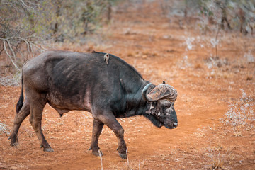 Wild African Buffalo walking around in Kruger National Park in South Africa grassing on the Savannah deserted landscape and watched by Safari adventure tourists