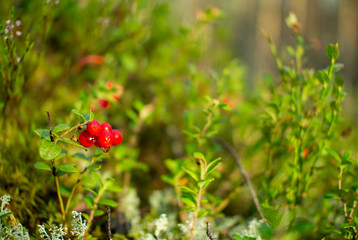 Cranberries in the woods.Ripe red cowberry grows in a pine forest on the moss.