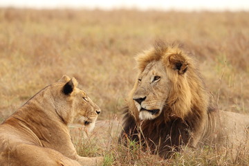 Fototapeta na wymiar Lion and lioness faces, Masai Mara National Park, Kenya.