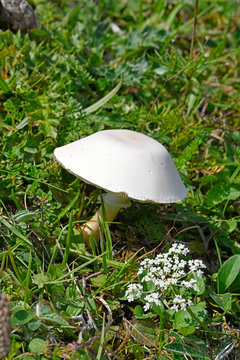 wei&szlig;er Pilz auf einer Wiese