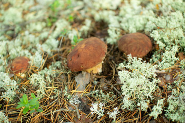 White mushroom in a pine forest.