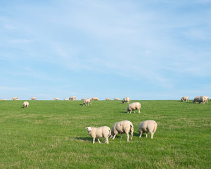 Naklejka na ściany i meble sheep on grass dyke under blue sky in the netherlands