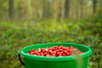 A plastic bucket of cranberries stands in a pine forest.