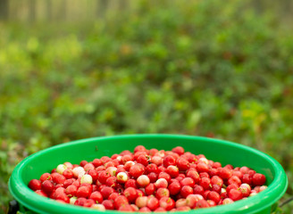 A plastic bucket of cranberries stands in a pine forest.