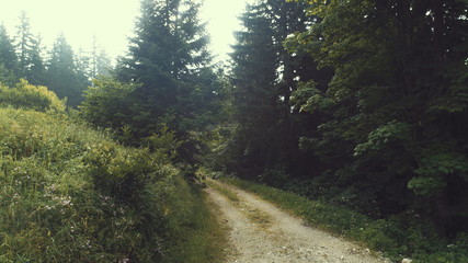 aerial forest after rain with athmosferic fog clouds and curvy country road