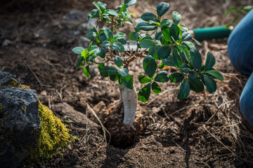 closeup of man or woman planting a small but cute tree or plant on the land to do this growth - save the forest lifestyle concept