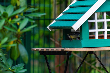 a tit takes a fodder from a bird house