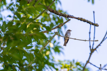 a small bird sits in a tree  with blue background