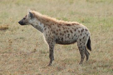 Naklejka na ściany i meble Spotted hyena standing, Masai Mara National Park, Kenya.
