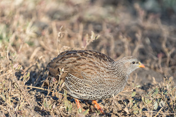 Natal Spurfowl looking for food
