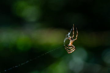 A spider weaves her net in the middle of the air  with blurred background