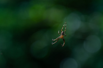 A spider weaves her net in the middle of the air  with blurred background