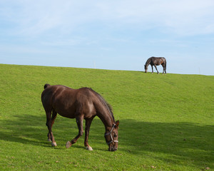 two horses on grassy dyke under blue sky in dutch province of friesland graze