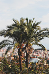 Fototapeta na wymiar Palm Tree in Barcelona