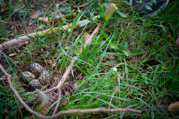 Four bird eggs in hay