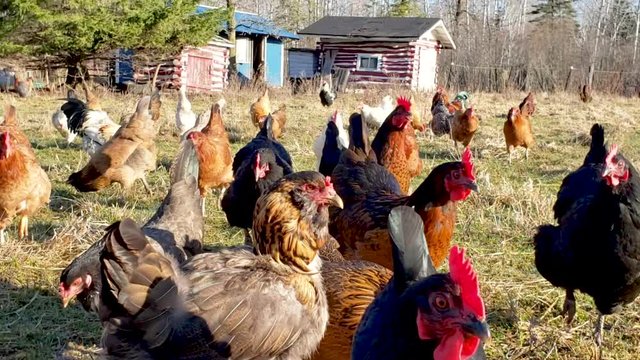 Curious Chickens, Hens, and Roosters gather and peek at the camera on an organic all natural free range farm, Close Up