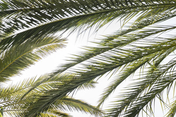 palm tree on background of sunny sky