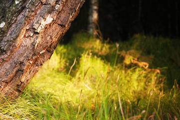 Obraz premium view of the bright grass with beautiful bokeh.
