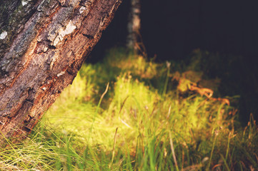 view of the bright grass with beautiful bokeh.