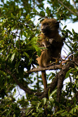 monkey