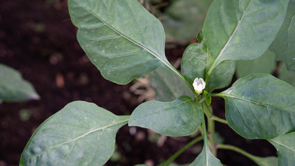 Eggplant plant and flower