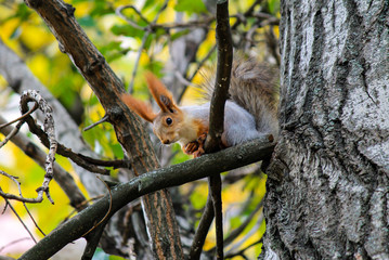 A small squirrel sitting on a branch in an autumn park. Funny little squirrel looks while sitting on a tree in leaf fall.