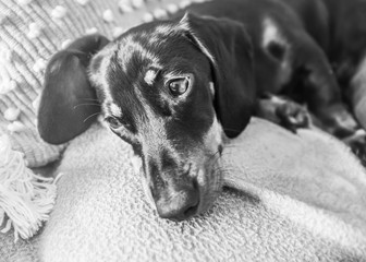 Adorable miniature dachshund puppy with floppy ears resting on a cushion on a sofa in monochrome