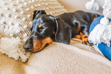Adorable miniature dachshund puppy with floppy ears sleeping on a cushion on a sofa. He is black and tan with short hair