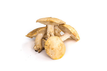 Champignons