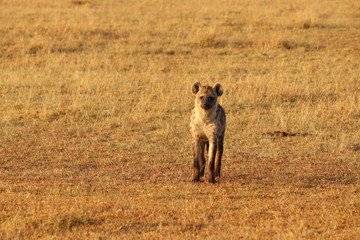 Spotted hyena, Masai Mara National Park, Kenya.