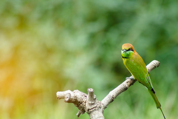 beautiful bird Chestnut headed Bee eater on a branch.(Merops leschenaulti) with green background