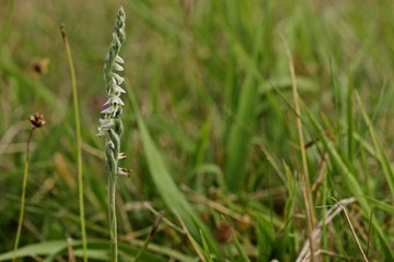Herbst-Drehwurz (Spiranthes spiralis)