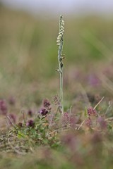 Herbst-Drehwurz (Spiranthes spiralis)