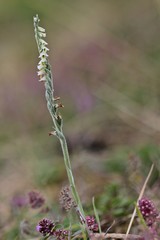 Herbst-Drehwurz (Spiranthes spiralis)