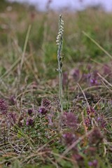 Herbst-Drehwurz (Spiranthes spiralis)