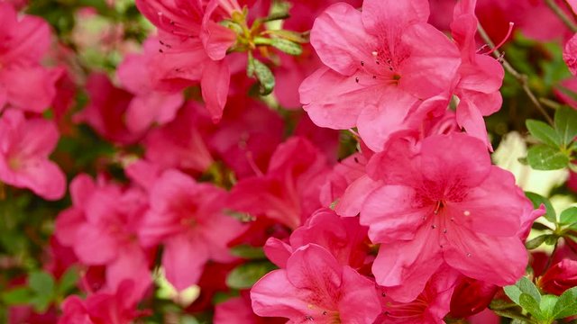 Rack focus with pan effect on beautiful pink Azaleas (Rhododendron) flowers in springtime. 4K UHD Video.