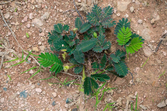 sensitive plant, sleepy plant or the touch-me-not be growing up from soil